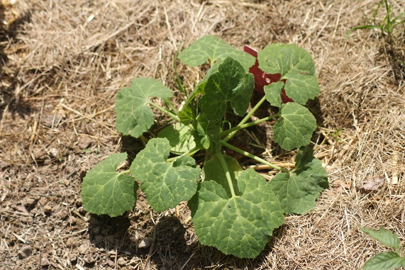 courge de Siam 2106.JPG
