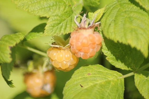Framboises Fallgold 2106.JPG