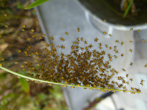 Dispersion