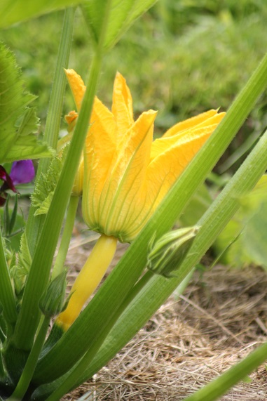 courgette femelle 2406.JPG