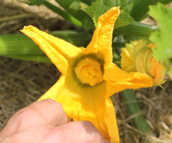 courgette femelle in 2406.JPG