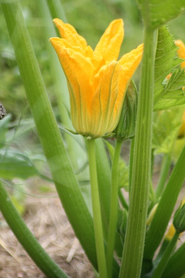 courgette male 2406.JPG