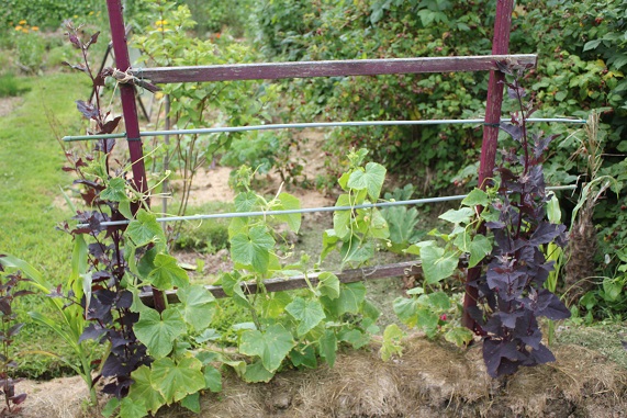 cornichons 2506.JPG