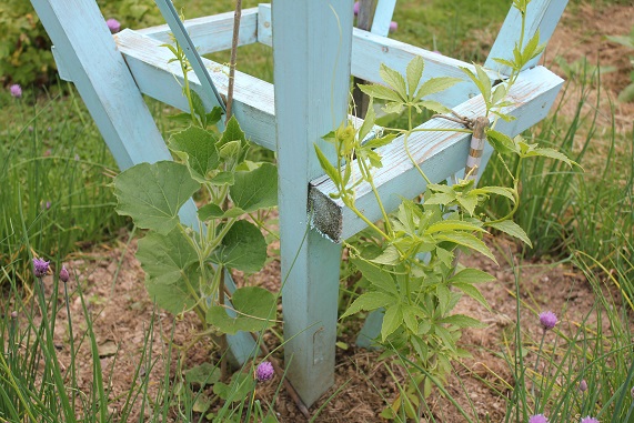 cyclanthere 2506.JPG