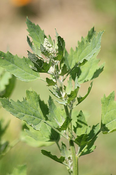 quinoa fleur 2506.JPG