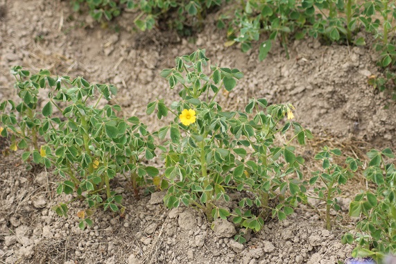 oca 2506.JPG