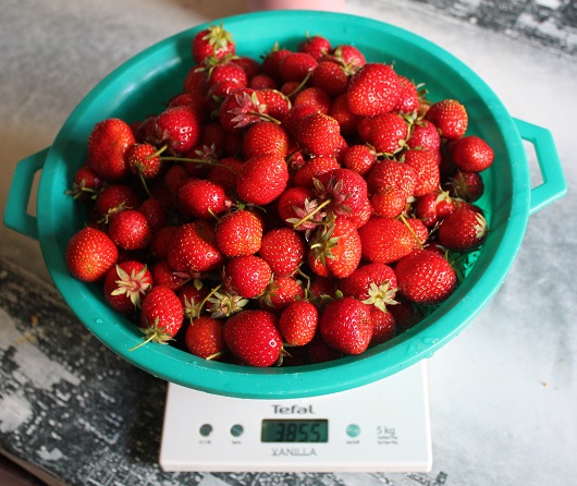 fraises 2506.JPG