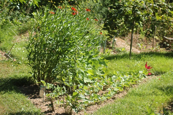 haricots nains 0207.JPG