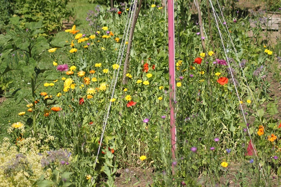 potager fleurs 0207.JPG