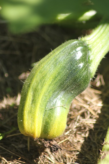 courgette double 0207.JPG