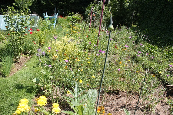 potager C 3006.JPG