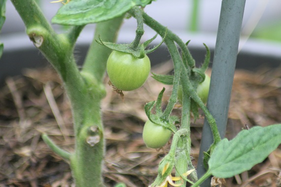 islandaise pot 0607.JPG