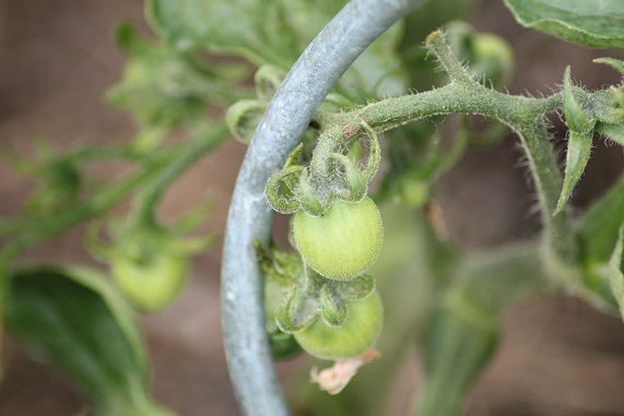 siberienne rose 0607.JPG