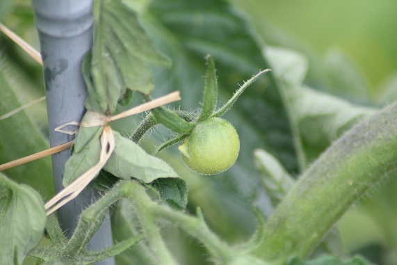 tien min fruit 0607.JPG