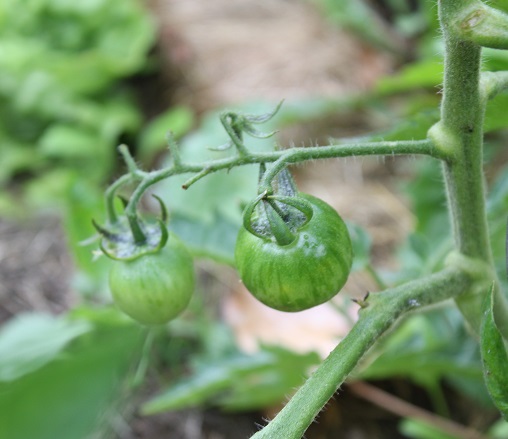 violet jasper 0607.JPG