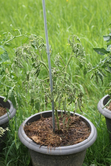 tomate trop d'eau 0607.JPG