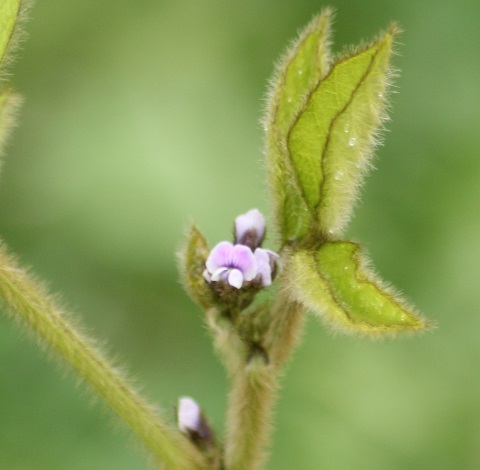 soja fleurs 0607.JPG