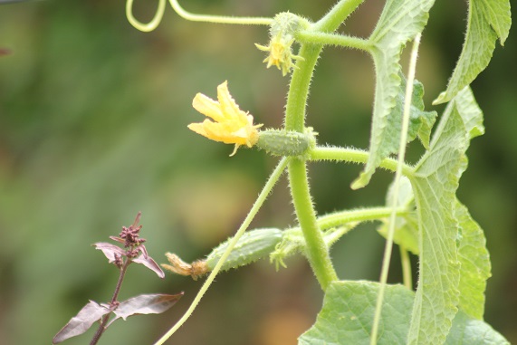 cornichons 0607.JPG