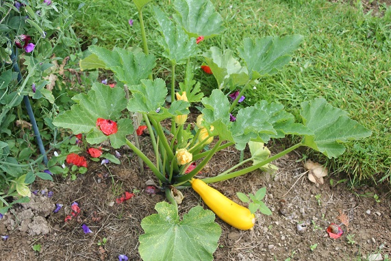 courgette jaune 0607.JPG