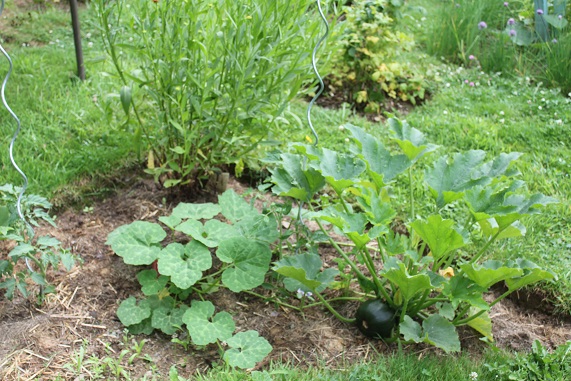 courgette ronde et siam 0607.JPG