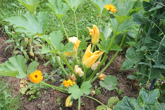 courgette verte 0607.JPG