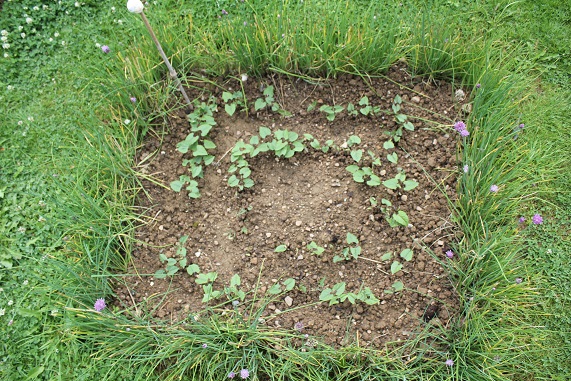 haricots mascaret 0607.JPG