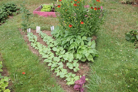 haricots nains 0607.JPG