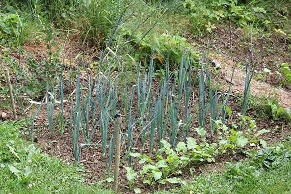 poireaux-daikon 0607.JPG