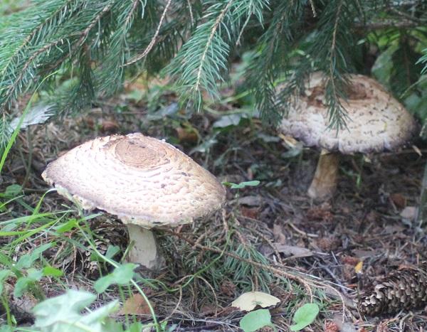 lepiote deguenillee 0607.JPG