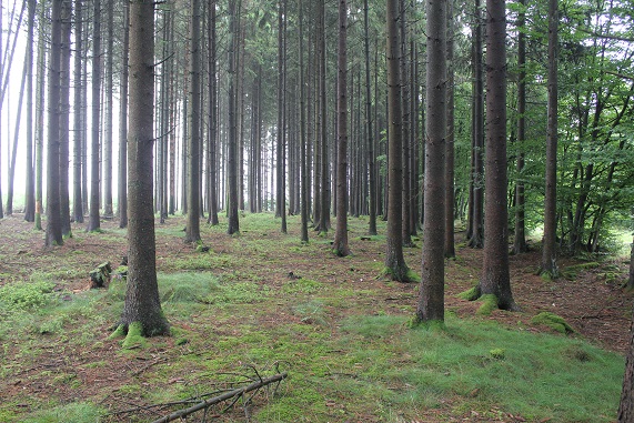 juillet 11 046.JPG