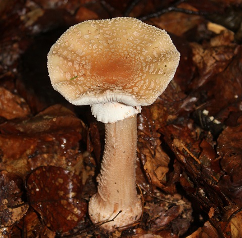 amanite rougissante A 1107.JPG