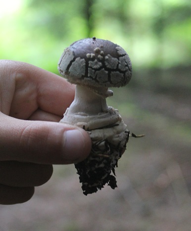 amanite epaisse.JPG