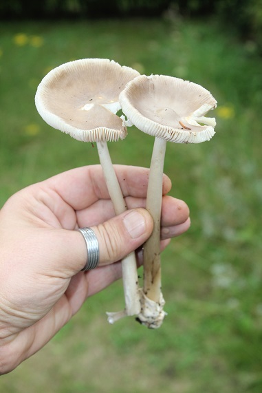 Amanites vaginées 1107.JPG