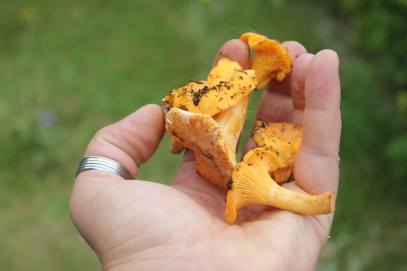 girolles 1107.JPG