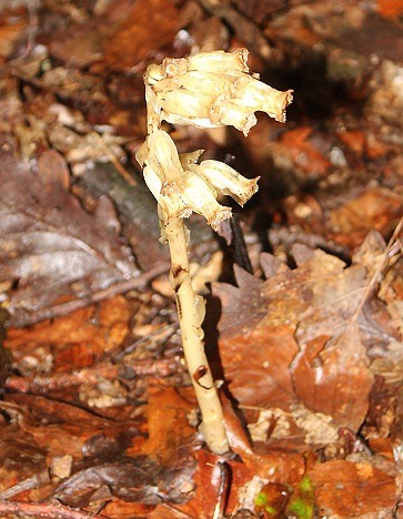 monotropa hypopitys 1007.JPG
