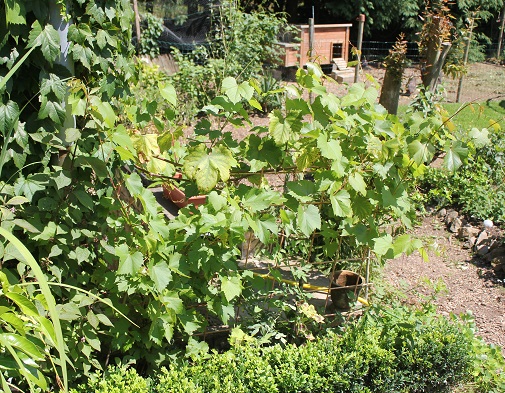 vigne taille ete A.JPG
