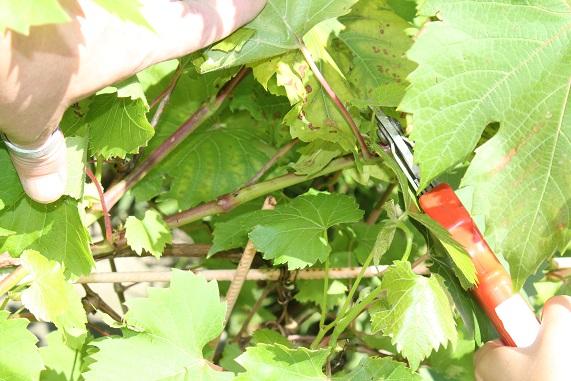 vigne taille ete B.JPG