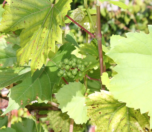 vigne taille ete C.JPG