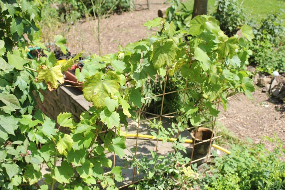vigne taille ete D.JPG