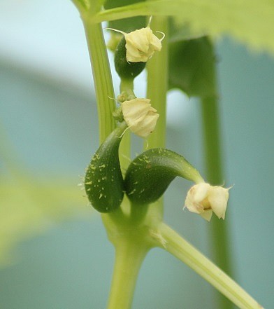 cyclanthere 2207.JPG