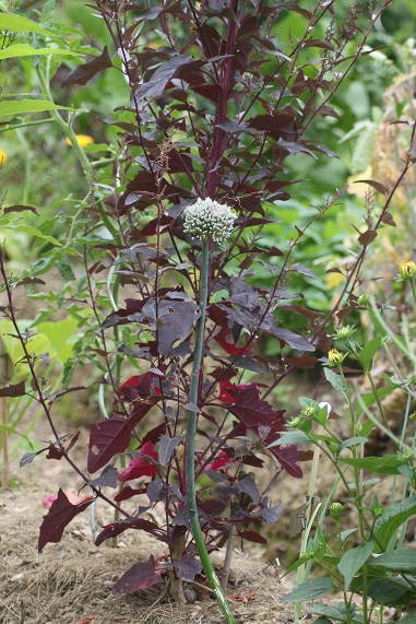 poireau fleur 2107.JPG