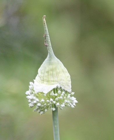 poireau fleur 2007.JPG