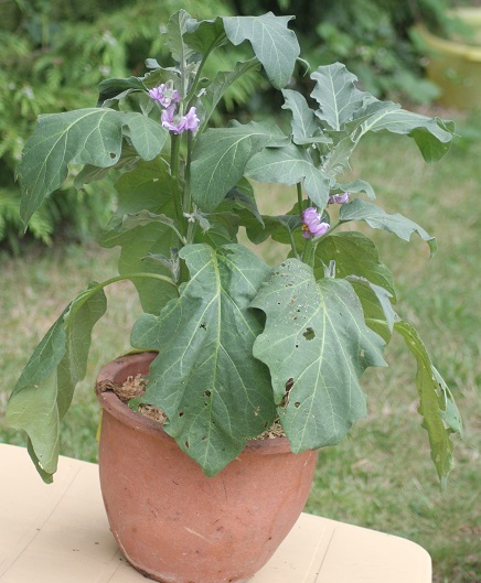 aubergine mix 2007.JPG