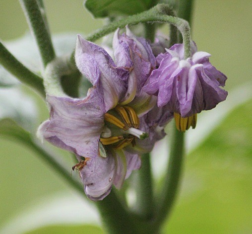 aubergine fleur 2007.JPG