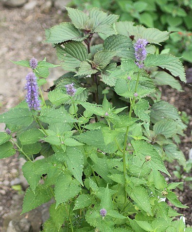 agastache 2007.JPG