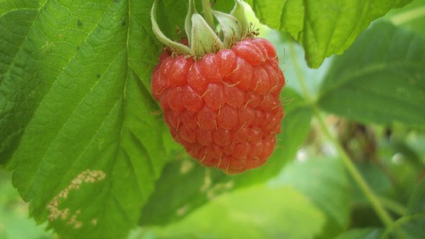 framboise_050710.JPG
