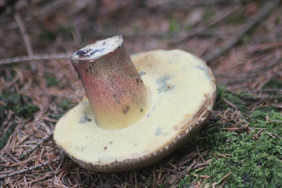 bolet beau pied 2007.JPG
