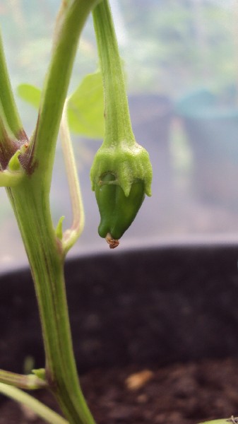 Black Night_serre_050710.JPG