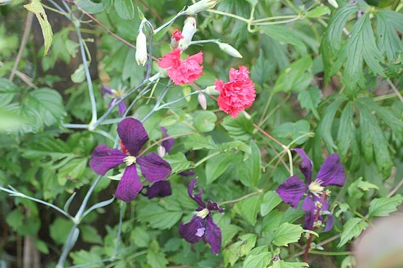 clematite 2407.JPG