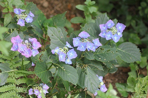 hydrangea 2407.JPG